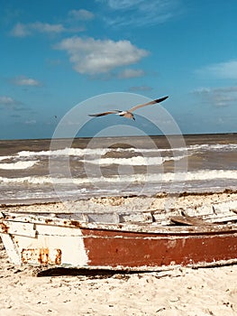 A sea gulls floats over a beaten boat on the sunny shores of Progreso - Yucatan - Mexico photo